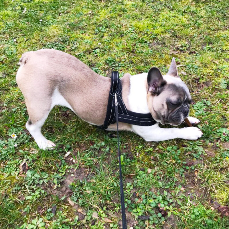 Pet Chest Strap With Flap For Comfortable Lining And Dog Leash – Bild 2